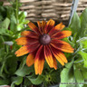 Rudbeckia hirta 'Cappuccino' 1L