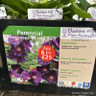 Alcea rosea 'Purple Rain' (Hollyhock) 1ltr pot