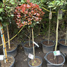 Photinia 'Little Red Robin'  lollipop (15L)