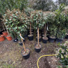 Elaeagnus ebb. 'Compacta' lollipop (18L) 1/2 stem