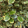 Elaeagnus ebbingei 'Vivileg' 18L