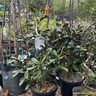 Magnolia gran. 'Goliath' bush (20L)