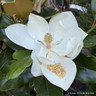 Magnolia gran. 'Goliath' bush (20L)