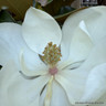 Magnolia gran. 'Goliath' bush (20L)