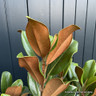 Magnolia gran. 'Goliath' bush (20L)