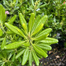 Pittosporum tobira (4L)