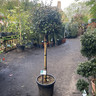 Elaeagnus ebb. 'Compacta' lollipop (30L)