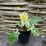 Acanthus spinosa 'Whitewater'