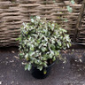 Elaeagnus ebb. 'Compacta' 40cm ball (12L)