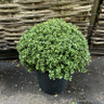 Ilex crenata 'Convexa' 50cm ball (20L)