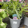 Verbena 'Lollipop' 3L