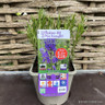 Lavandula angustifolia 'Munstead' 3ltr pot