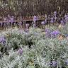 Lavandula angustifolia 'Munstead' 3ltr pot