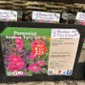 Sidalcea 'Party Girl' - 1ltr