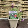 Lavandula stoechas 'Ruffles Mulberry' 1ltr pot