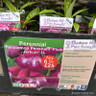 Penstemon Pensham 'Plum Jerkum'-1L