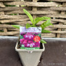 Penstemon Pensham 'Plum Jerkum'-1L