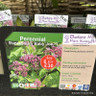 Eupatorium Baby Joe - 1ltr pot