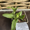 Salvia nemerosa 'Caradonna Pink' 1ltr pot