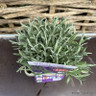 Lavandula angustifolia 'Vera' 3ltr pot