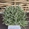 Lavandula angustifolia 'Vera' 3ltr pot