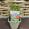 Lavandula angustifolia 'Coconut Ice'-1L