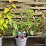 Hardy fuchsia - mixed varieties