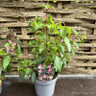 Hardy fuchsia - mixed varieties