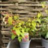 Hardy fuchsia - mixed varieties