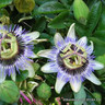 Passionflower caerula