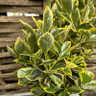 Euonymus jap. 'Ovatus aureus' 3L