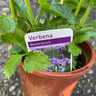 Verbena bonarienses (small)