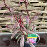 Gaura Gambit Variegata Rose 1L