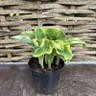 Hosta - mixed varieties 3L