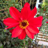 Dahlia 'Bishop of Llandaff' 2L