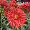 Dahlia - mix