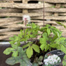 Tiarella 'Spring Symphony' - 2L