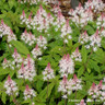 Tiarella 'Spring Symphony' - 2L