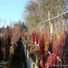 View of bare root hedging at Bunkers Hill Nursery