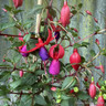 Fuchsia Bella pyramid