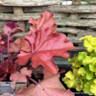 Heuchera Indian summer mix p15