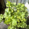 Heuchera Indian summer mix p15