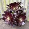 Aeonium arboreum Velours atropurpureum (Succulent) p17