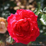 Crimson Showers - Climbing Rose