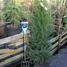 1 x Taxus baccata (Yew) 125-150cm rootball