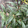 Sarcococca hookeriana 'Purple Stem' 5ltr