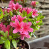 Rhododendron 'Sylvester'