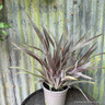 Phormium 'Pink Stripe' 3L