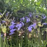 Agapanthus 'Amourette superb blue' 3L