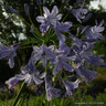 Agapanthus 'Amourette superb blue' 2L